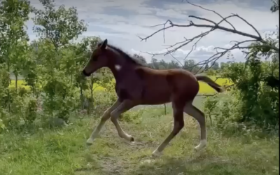 Lotteri till förmån för hästar i krigets Ukraina