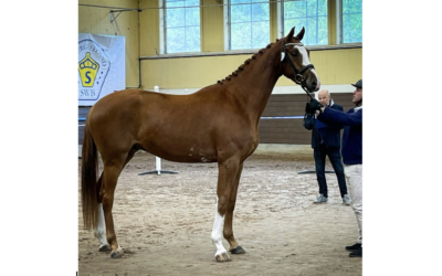Högstbedömda gångarts- och hopphäst vid Unghästtesten på Smedstad